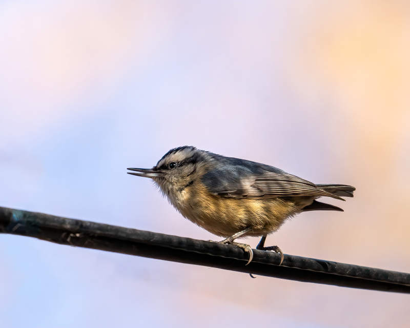 小鳥棲枝頭-攝影圖