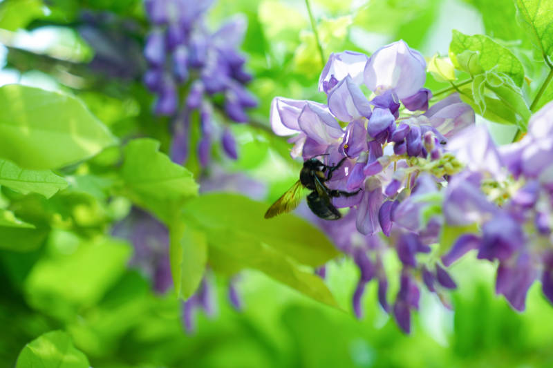 蜂采紫藤花-攝影圖