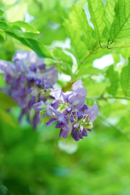 紫藤花綻放于綠葉間-攝影圖