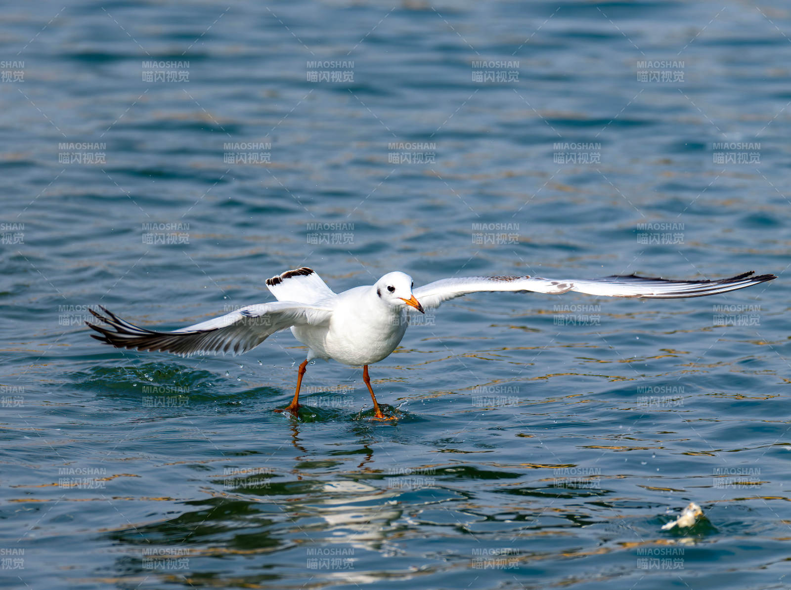 海鷗掠水而行-攝影圖
