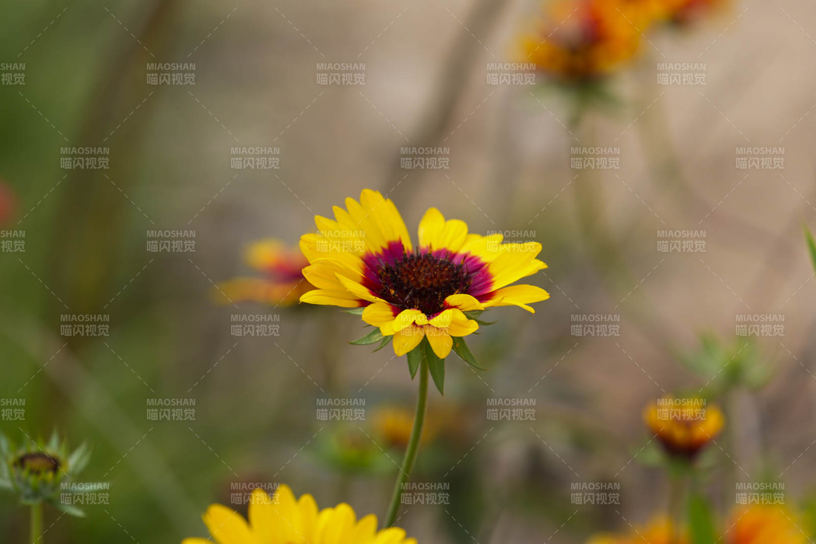 黄花紫心绽放-摄影图