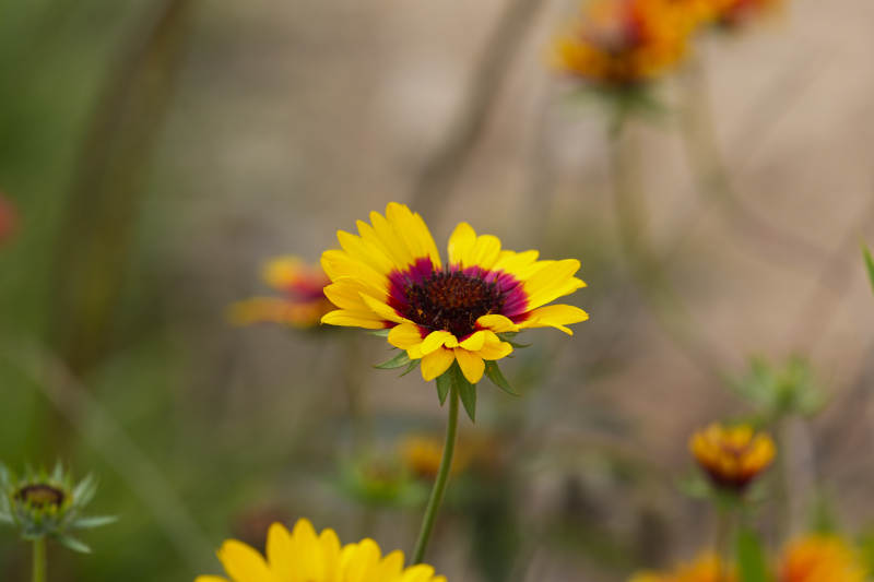 黃花紫心綻放-攝影圖