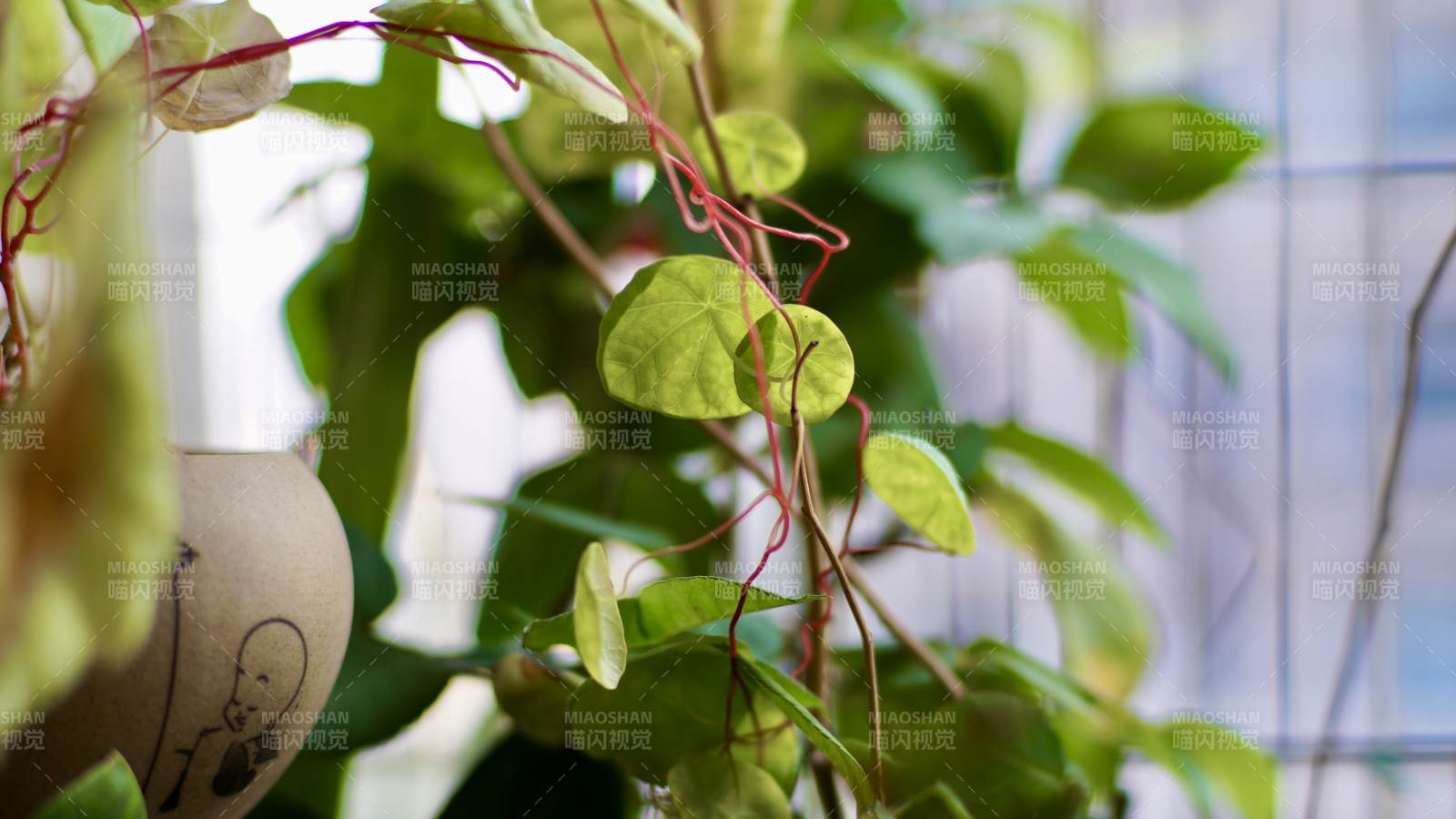 綠葉纏繞生機盎然-攝影圖