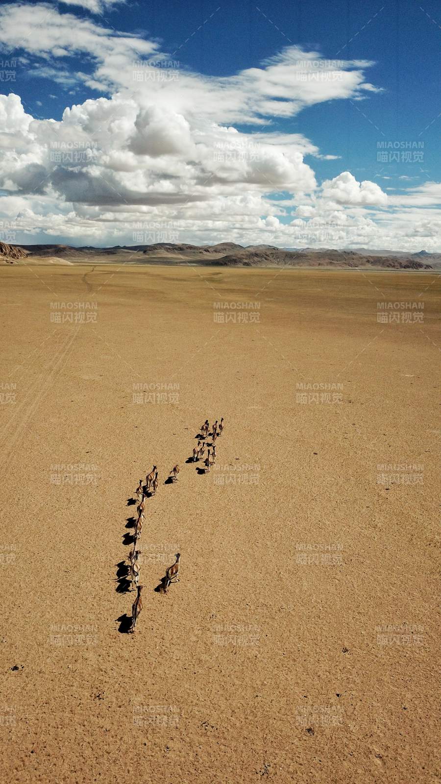 羌塘无人区的动物迁徙-摄影图