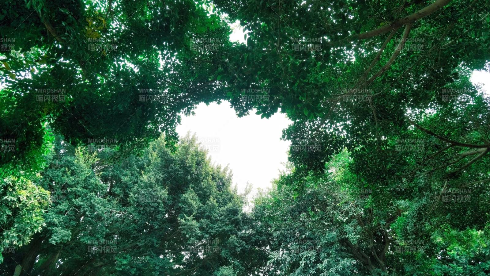 绿树成荫 天空如画-摄影图