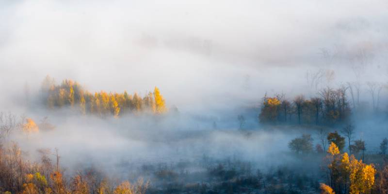 雾锁秋林-摄影图
