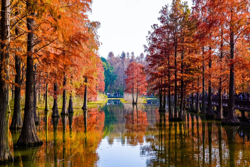 秋水映红林-摄影图