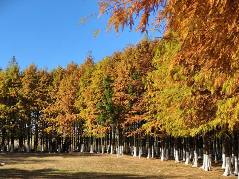 秋林金黄 静谧如画-摄影图