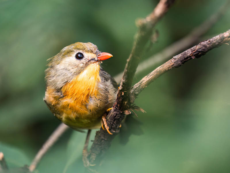 橙腹小鸟栖枝头-摄影图