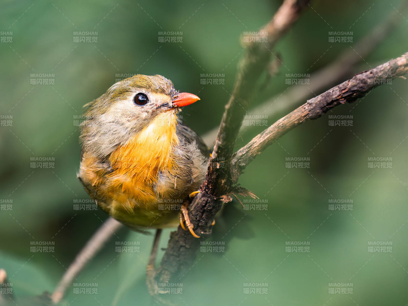 橙腹小鸟栖枝头-摄影图