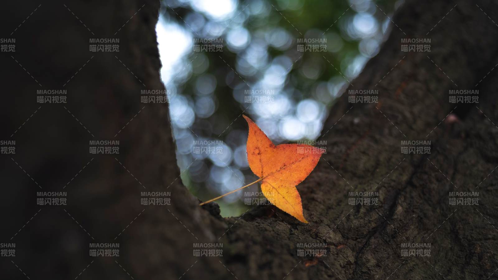 秋叶栖树缝-摄影图