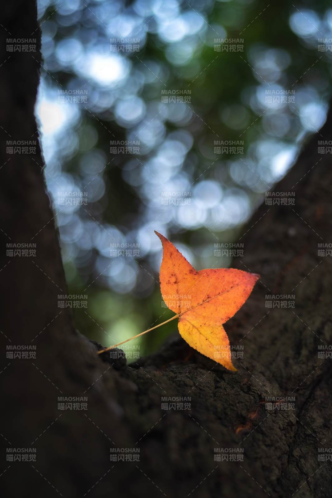 秋叶栖树隙-摄影图