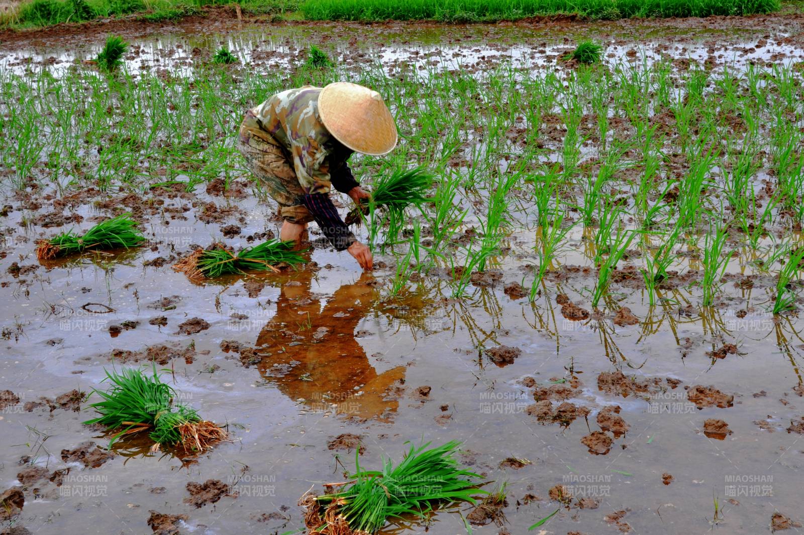 插秧农夫-摄影图