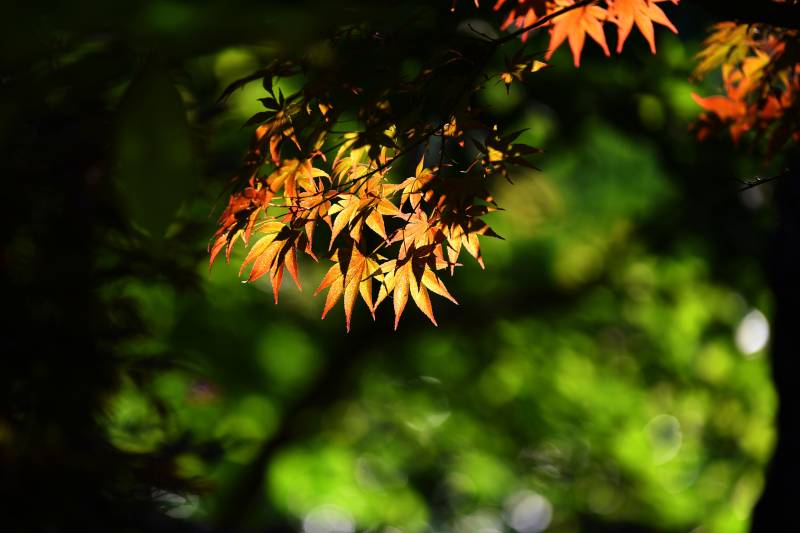 秋叶映光-摄影图
