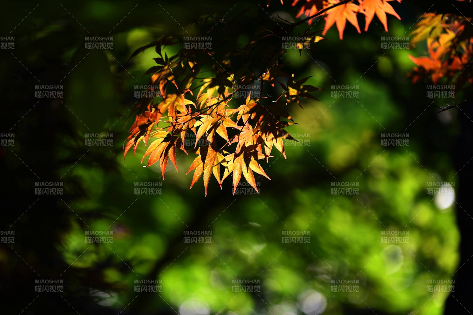 秋叶映光-摄影图