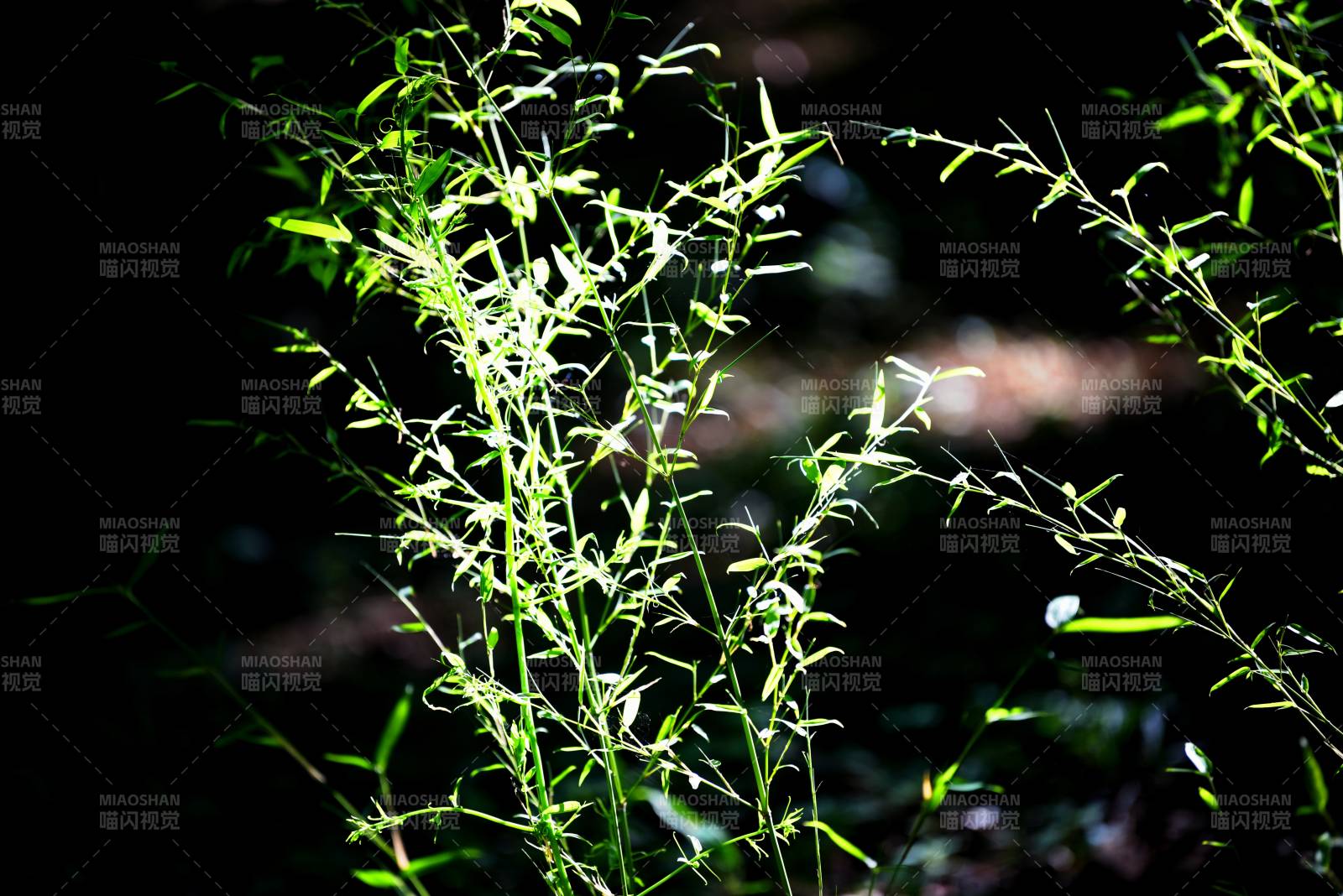 绿意盎然的植物-摄影图