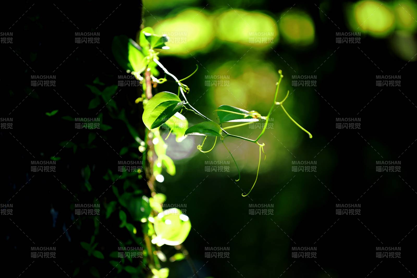 绿藤缠绕光影中-摄影图