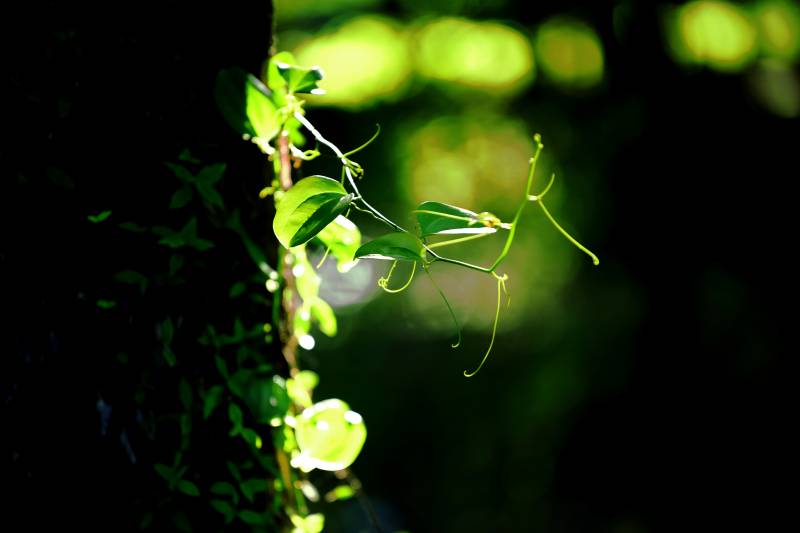 绿藤缠绕光影中-摄影图