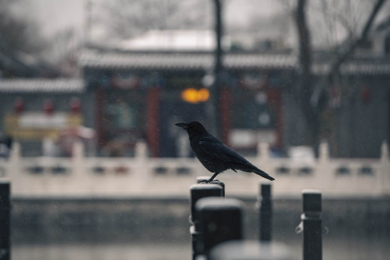 乌鸦栖枝 古韵悠然-摄影图