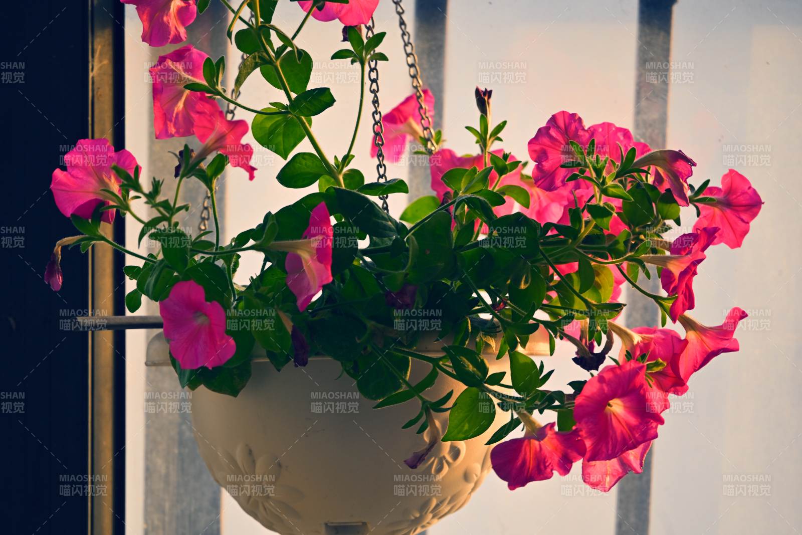 垂吊粉花绽放 喇叭花-摄影图
