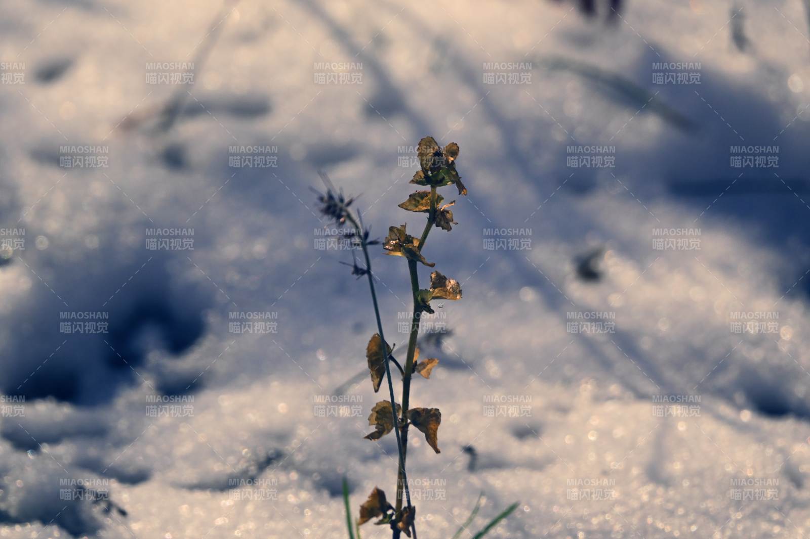 雪中枯草-摄影图