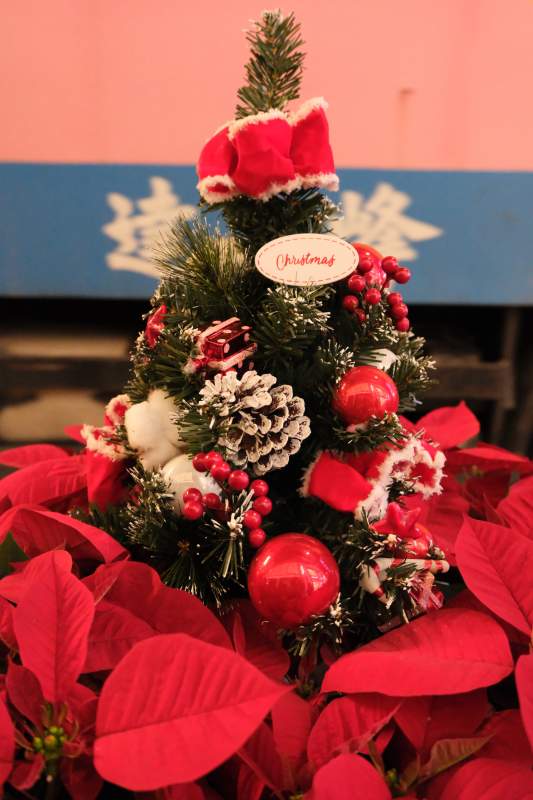 圣诞树与一品红-摄影图