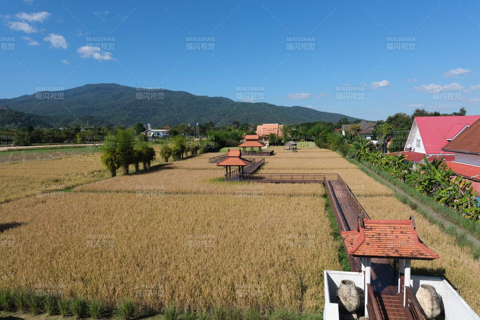 金秋稻田风光-摄影图