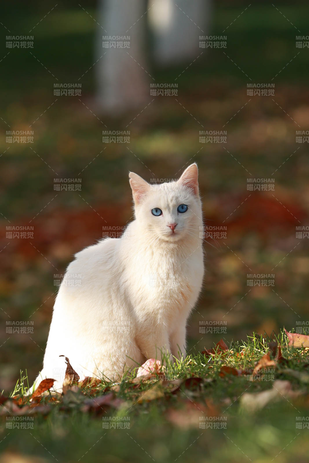 白猫秋日静坐-摄影图