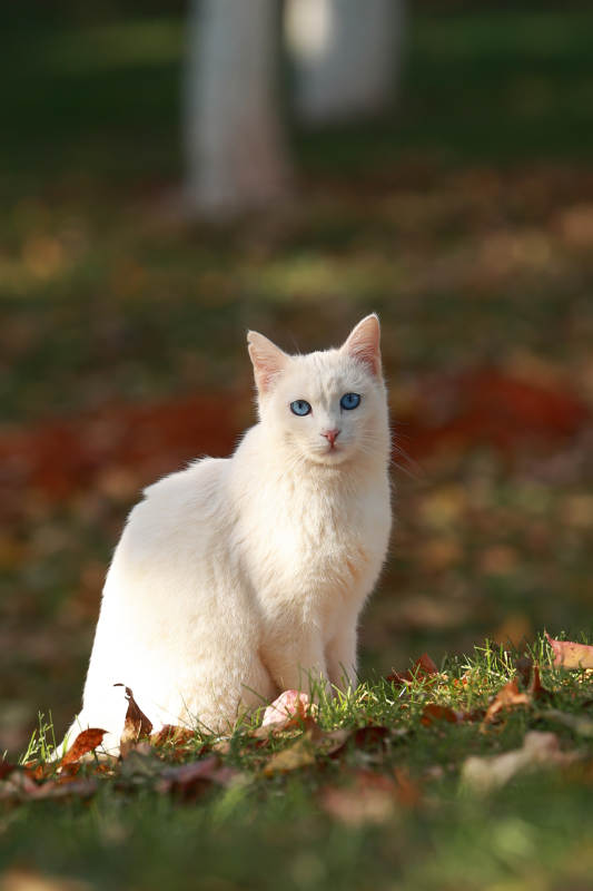 白猫秋日静坐-摄影图