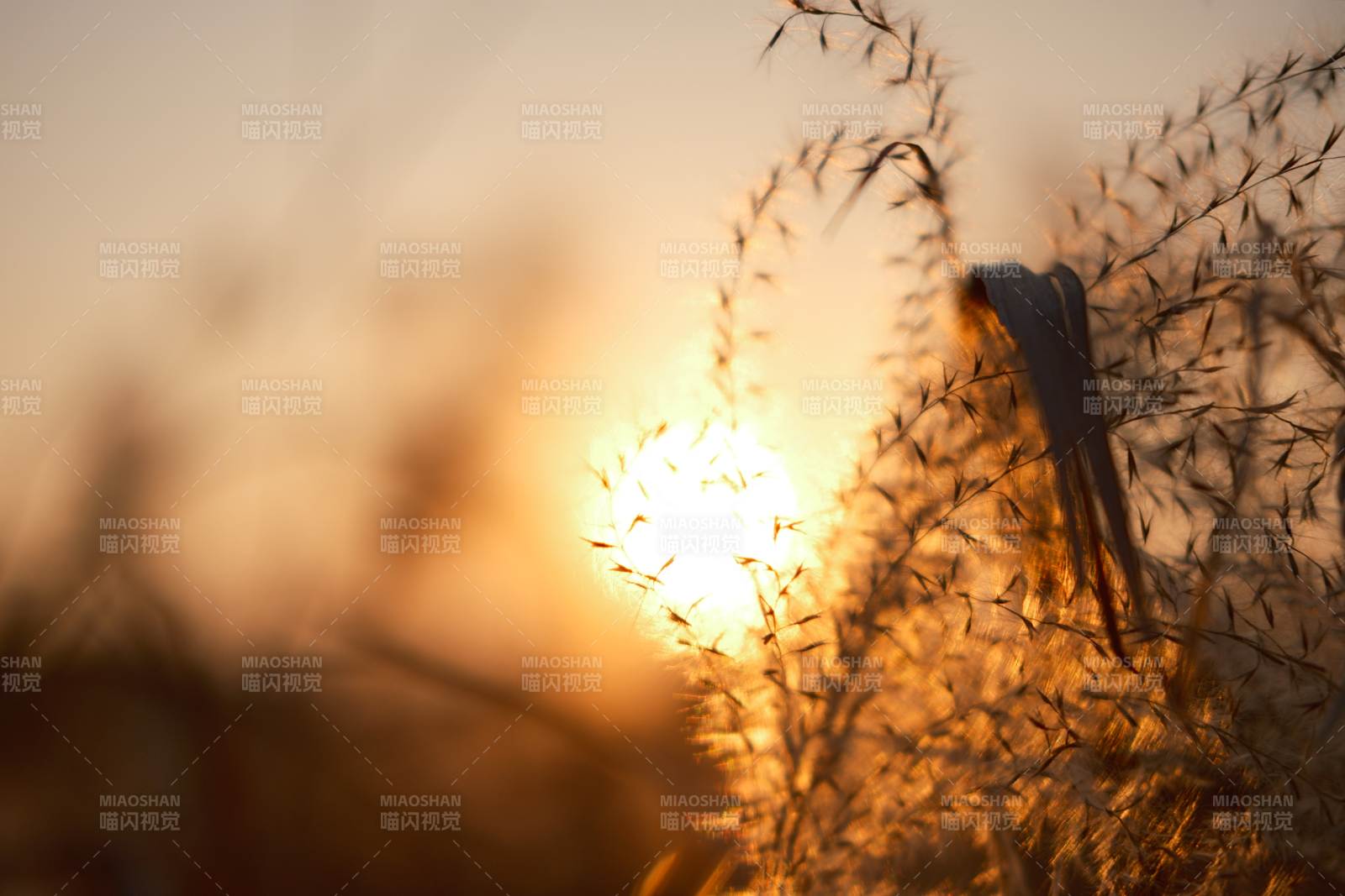 夕阳草影-摄影图