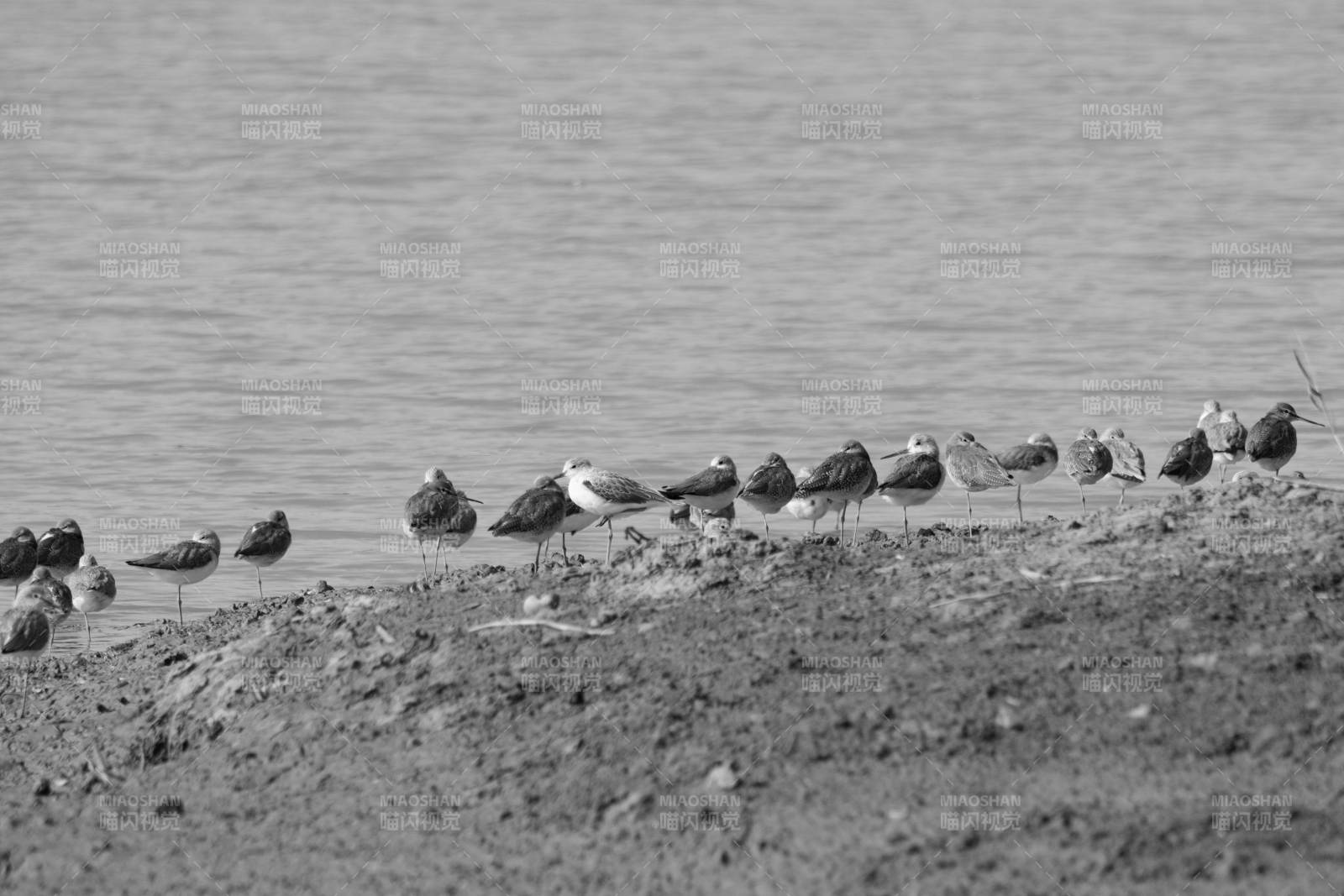 水边群鸟静立-摄影图