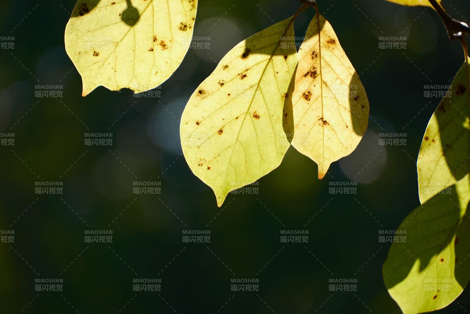 秋叶斑驳光影-摄影图