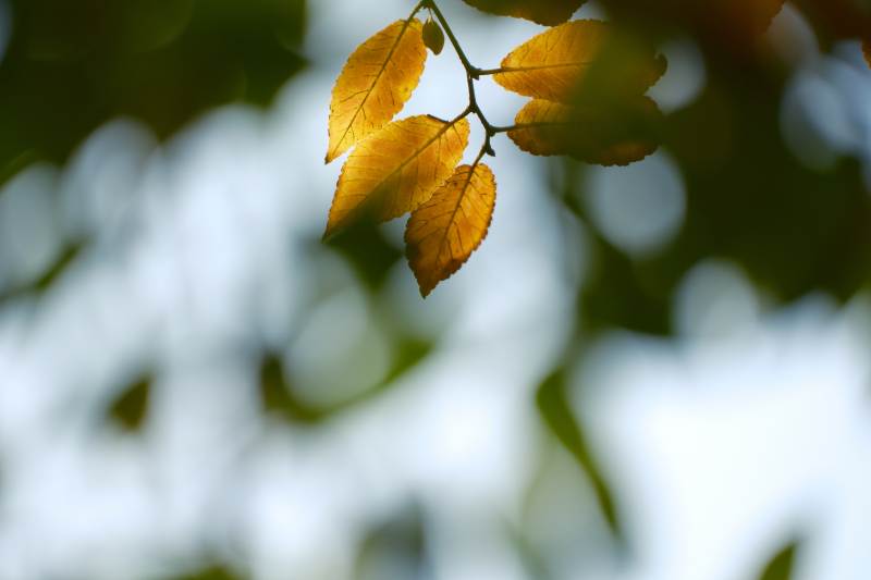 秋叶金黄-摄影图