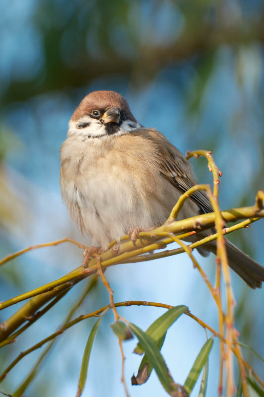 麻雀栖枝头-摄影图