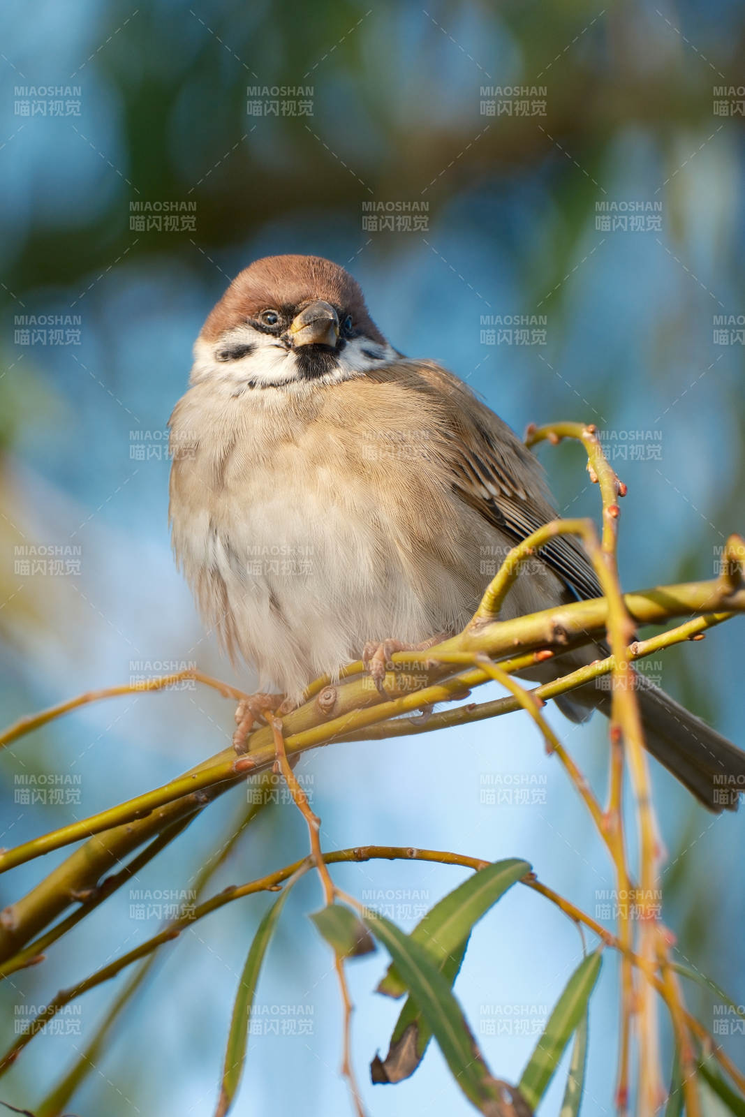 麻雀栖枝头-摄影图