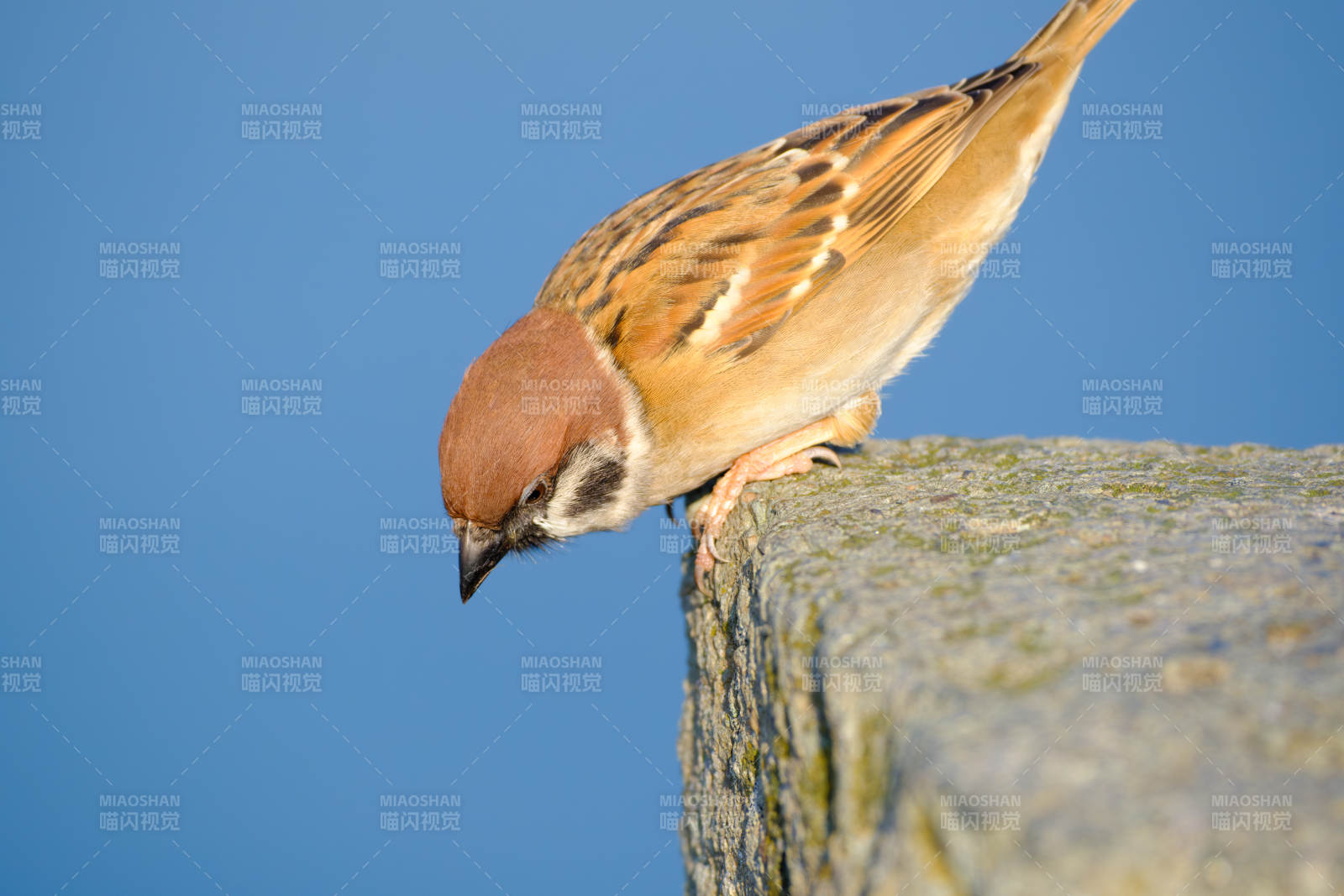 麻雀栖石望远方-摄影图