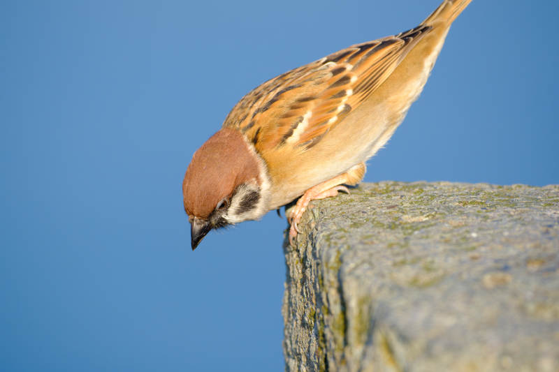 麻雀栖石望远方-摄影图