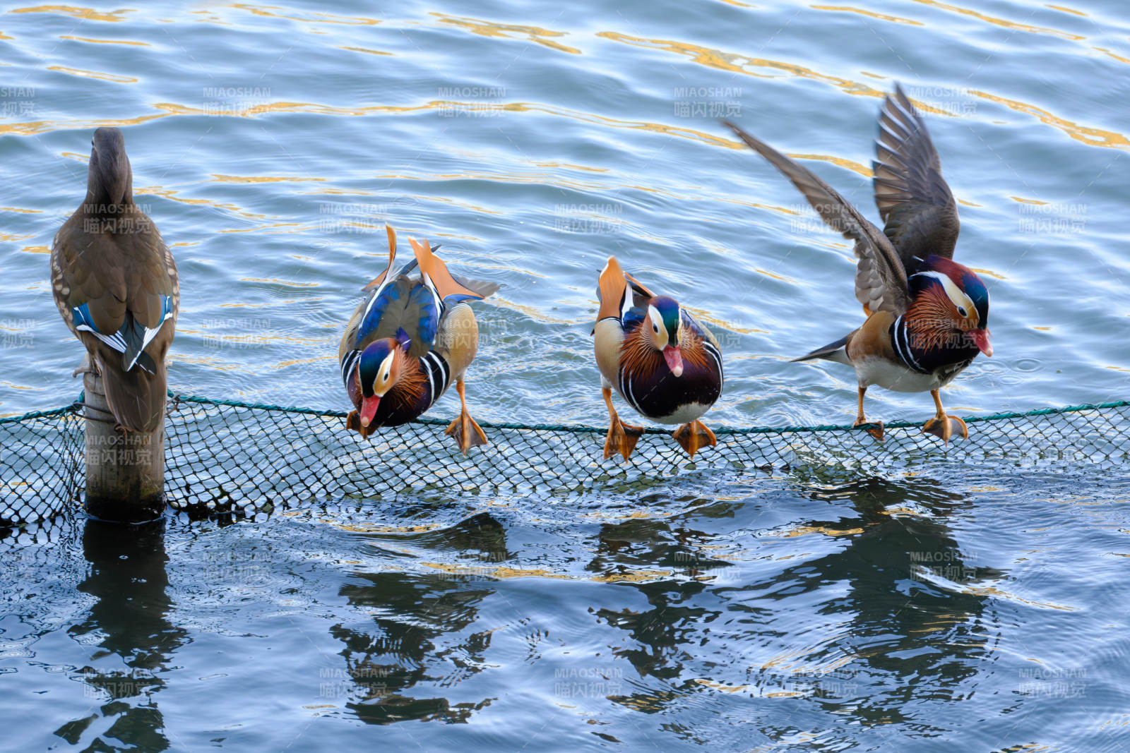 鸭群戏水网边-摄影图