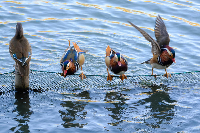 鸭群戏水网边-摄影图