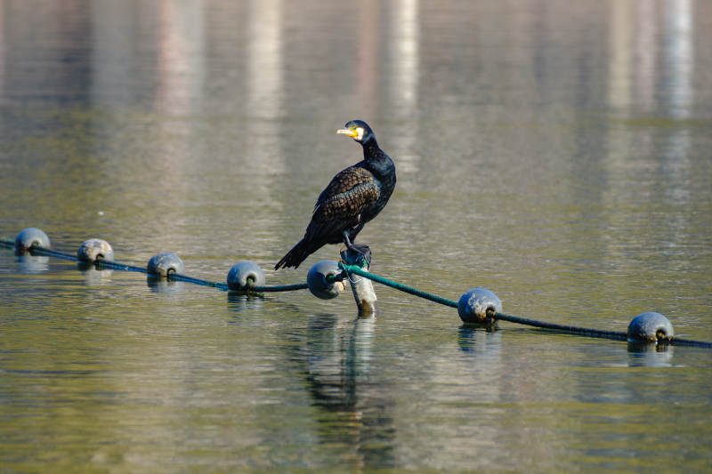 水鸟栖息浮标上-摄影图