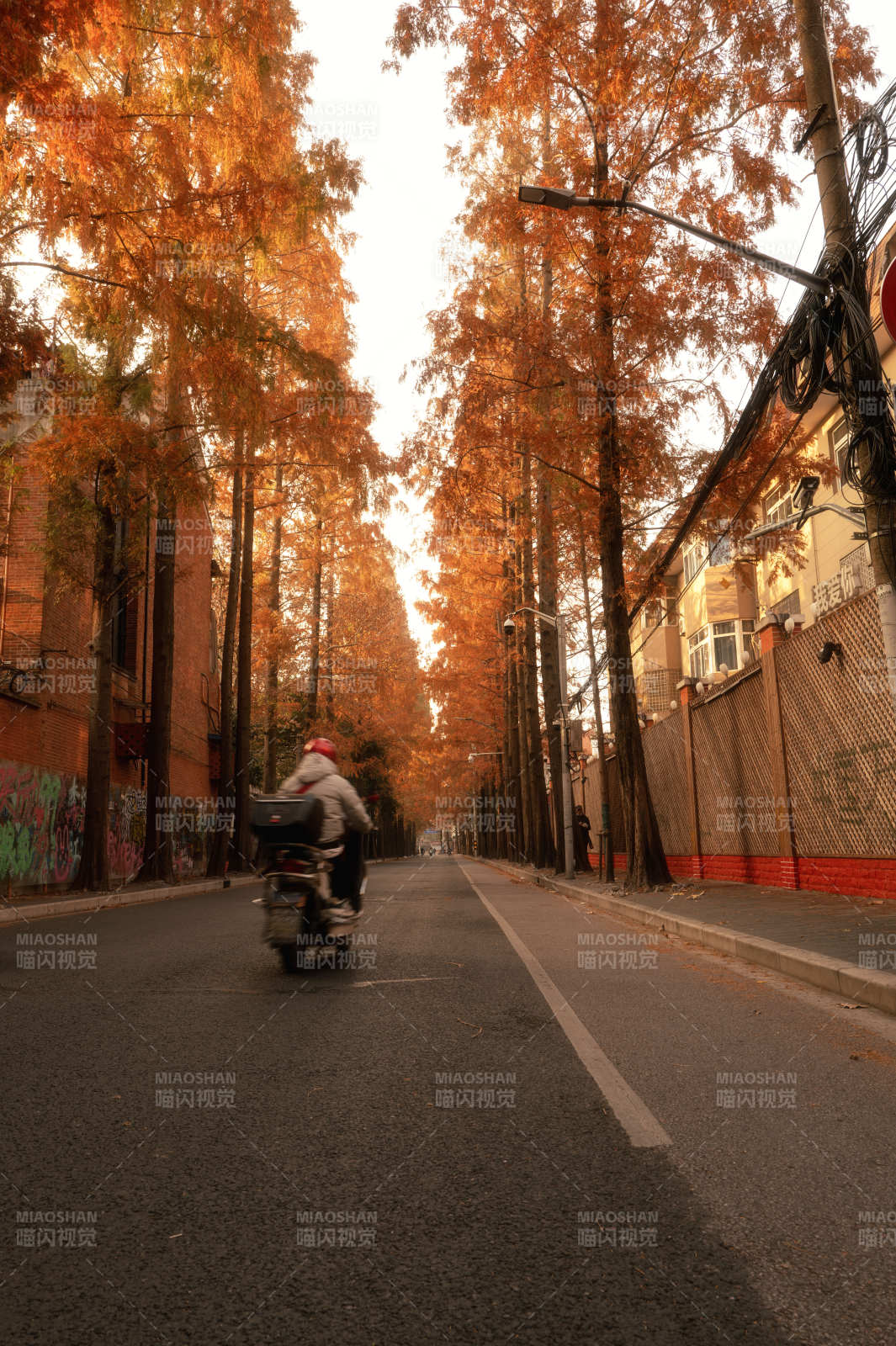 秋日林荫道骑行-摄影图