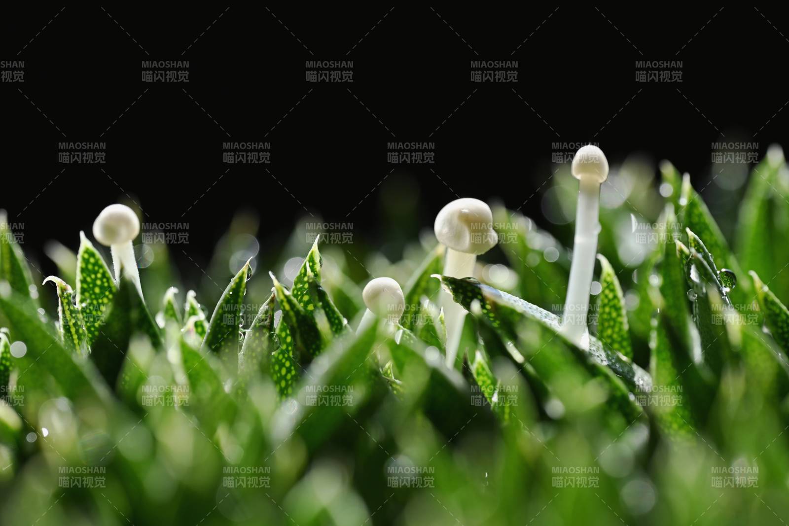 草尖上的小伞菌-摄影图