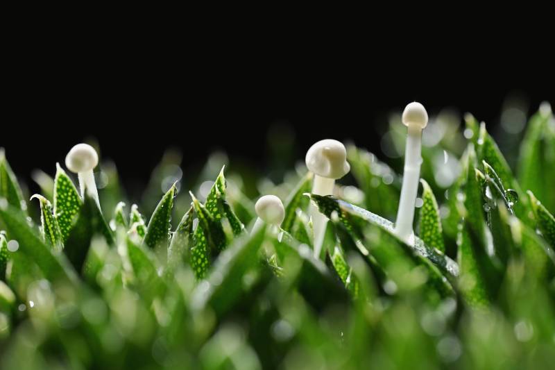 草尖上的小伞菌-摄影图