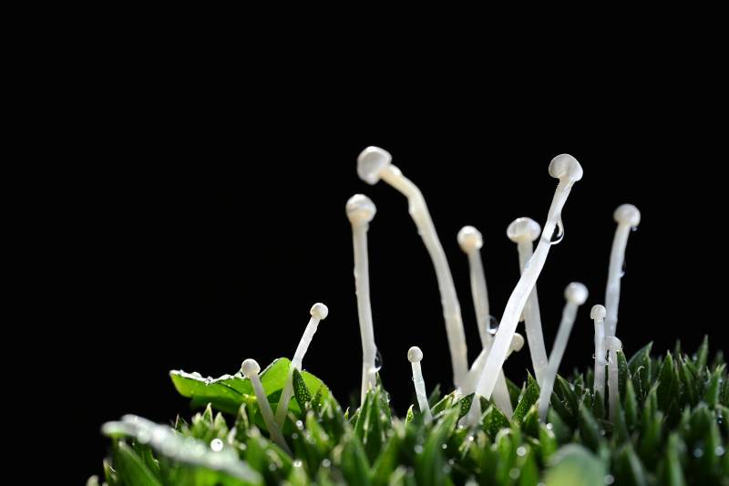 菌丝破土而出-摄影图