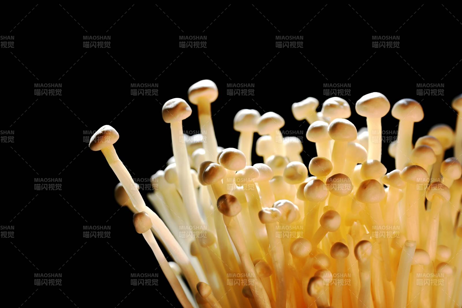 金针菇特写-摄影图