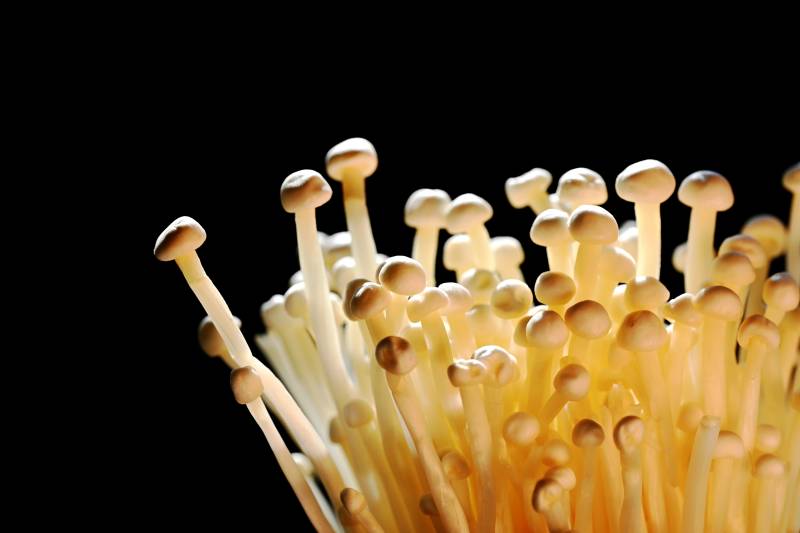 金针菇特写-摄影图