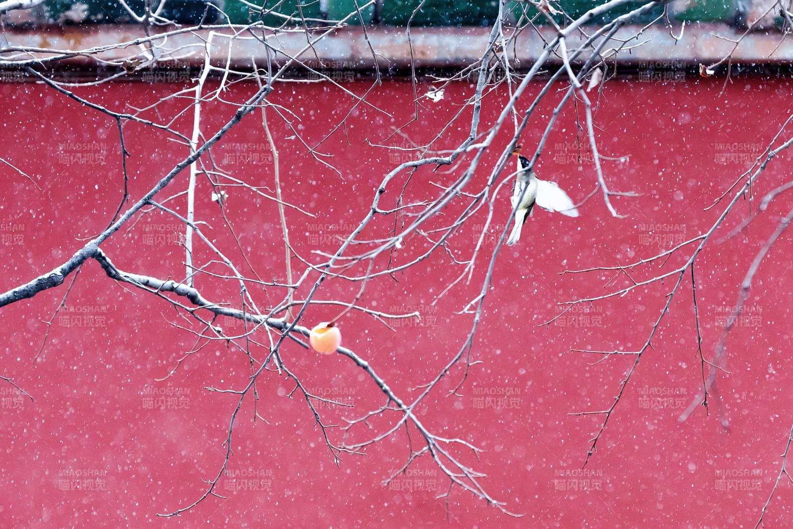 紅墻枯枝掛殘葉 故宮-攝影圖