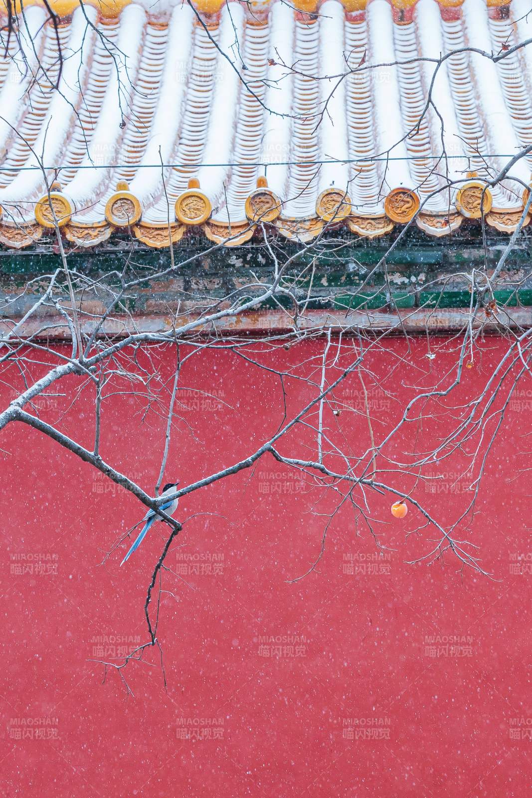 雪中紅墻飛鳥枝-攝影圖