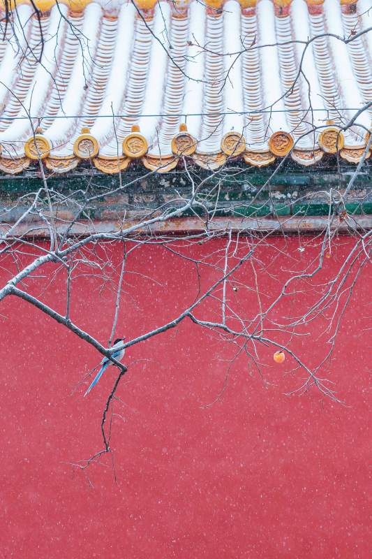 雪中红墙飞鸟枝-摄影图