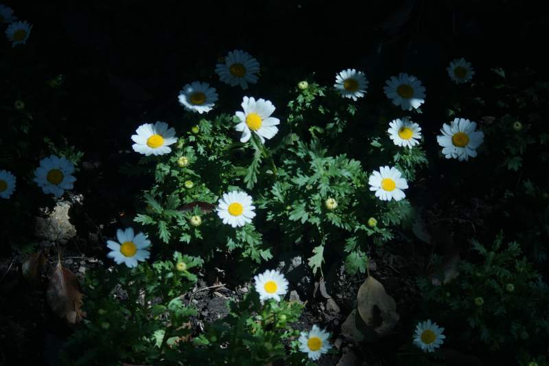 夜色中的雏菊-摄影图